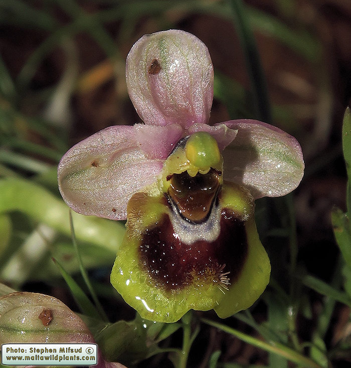 Ophrys tenthredinifera subsp. grandiflora / Large-flowered Sawfly Orchid / Naħla kbira
